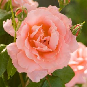 EASY ELEGANCE® SWEET FRAGRANCE ROSE